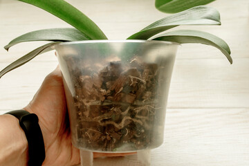 Orchid plant with diseased root in hand on white background. Diseased roots of Orchid. Plant needs a transplant.