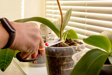 Removing old orchid blooming spikes from the orchid. Cutting it with scissors.Selective focus