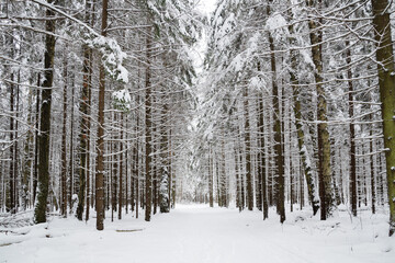 Snowy footpath among snow-covered trees in winter forest