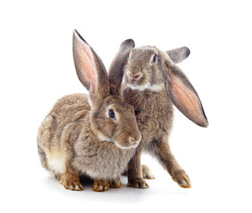 Two brown rabbits.