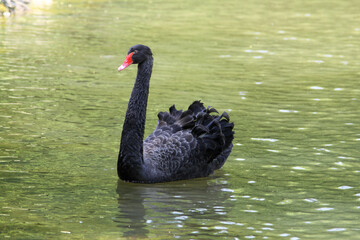 Obraz premium Schwarzer Schwan auf einem See