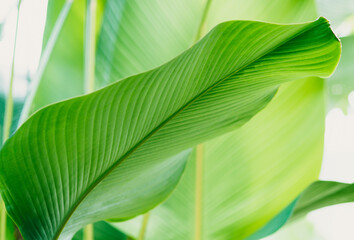 green tropic leaf jungle