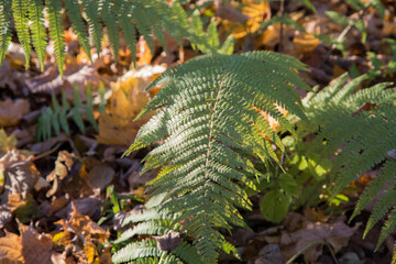 background wallpaper shot of vibrant green fern plant (Polypodiopsida or Polypodiophyta) stem and leaves on a brown dry leaves bokeh blurred background
