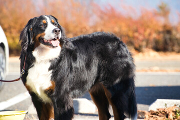 秋の日差しを浴びるバーニーズマウンテンドッグ