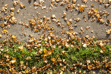 Obraz premium Yellow leaves lie on the green grass and asphalt