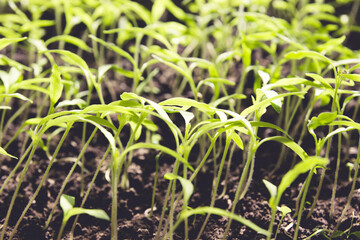 Young small green  sprouts grow from the ground, close-up