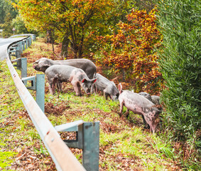 A group of pigs running freely next to a rural road in Galicia, Spain