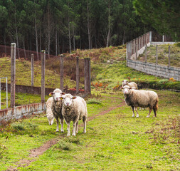 Fototapeta premium Sheep flock Walking freely in Orense, Galicia