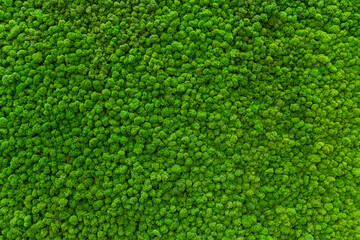 Close-up surface of the wall covered with green moss. Modern eco friendly decor made of colored...