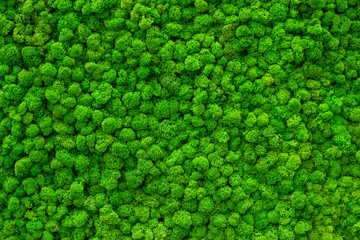 Close-up surface of the wall covered with green moss. Modern eco friendly decor made of colored stabilized moss. Natural background for design and text.