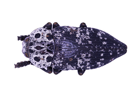 Buprestidae Capnodis cariosa from Greece in close view