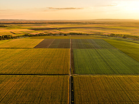 Aerial view of vast agricultural farm fields at summer sunset
