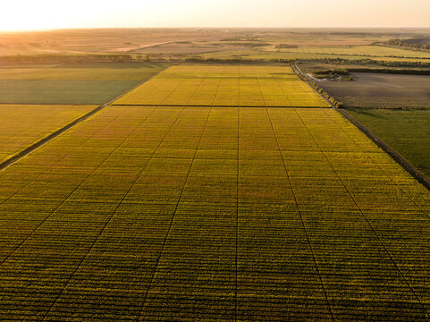 Aerial view of vast agricultural farm fields at summer sunset