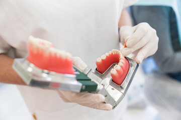 Female dentist holding teeth model at medical clinic