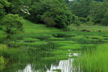 Fototapeta premium 湿原地