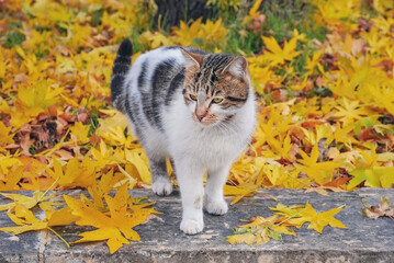 Naklejka na ściany i meble Beautiful cat with yellow autumn leaves in a garden, close up