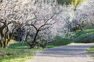 Fototapeta premium 全盛期の梅園