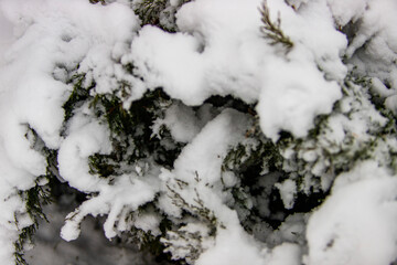 piękna zima śnieg krzewy rośliny ośnieżone © Tymoteusz