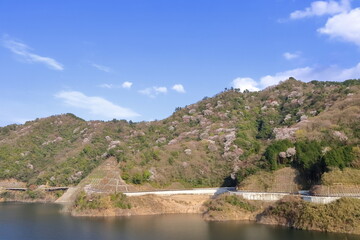 ダム湖と山桜