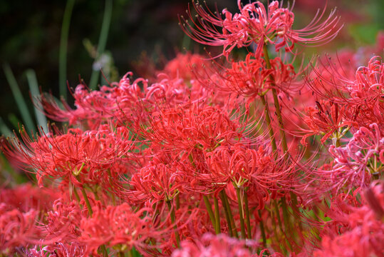 Obrazky Red Spider Lily Prochazejte Fotografie Vektory A Videa 24 416 Adobe Stock