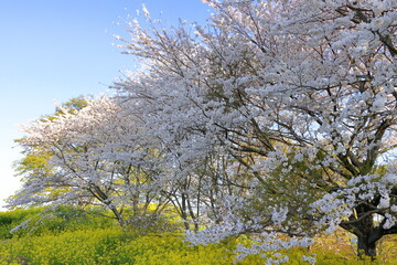 Fototapeta premium 菜の花と桜