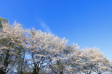 公園の桜