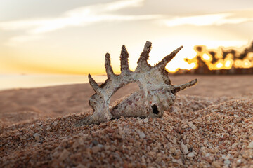 funny seashell on the sand in the rays of the setting sun