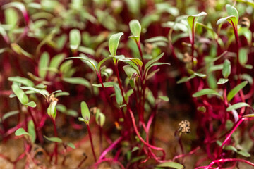 Radish microgreens