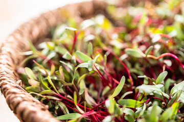 Radish microgreens