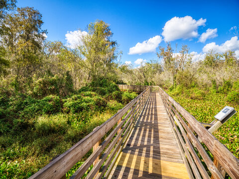 Wooden boardwalk in Lettuce Lake Park in Hillsborough County in Tampa Florida USA