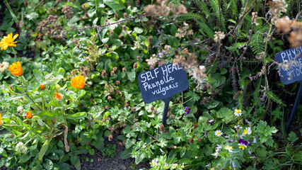 Mixed medicinal and herb border -  sweet cicily, pansy, calendula, comfrey, yarrow, origanum, plants growing together.