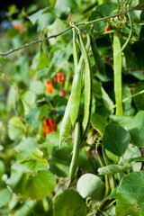 Phaseolus coccineus -  orange blooming flowers of runner beans in the garden -  vigorous plant.