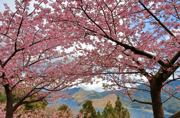 海が見える所に咲いている河津桜