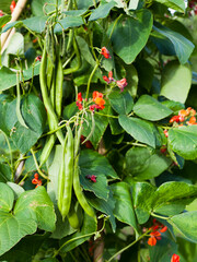 Phaseolus coccineus -  orange blooming flowers of runner beans in the garden -  vigorous plant.