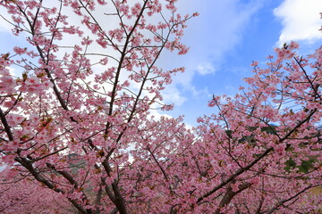 全盛期の河津桜