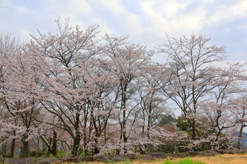 曇り空と桜並木