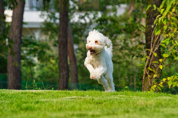 走り出すオーストラリアンラブラドゥードゥル