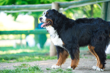 ドッグランに舌を出して立つバーニーズマウンテンドッグ