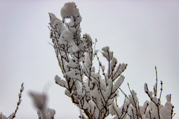 piękna zima śnieg krzewy rośliny ośnieżone