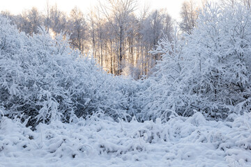 Tree in a cold winter landscape with snow and frost