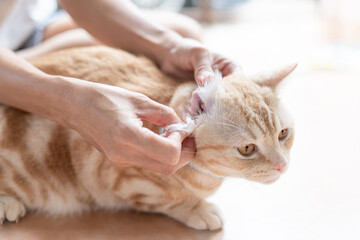 Women use cotton cleaning ear  Ginger cat for the good health and a cat sleeping to clean on the floor