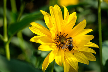 Obraz premium Bee on yellow flower in garden