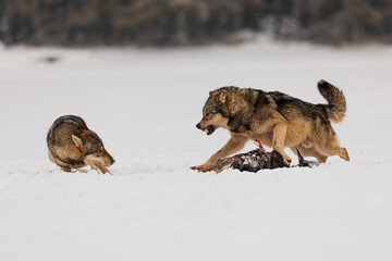 Naklejka premium male gray wolf (Canis lupus) male gray wolf (Canis lupus) attacking the other male violently, teeth bared.