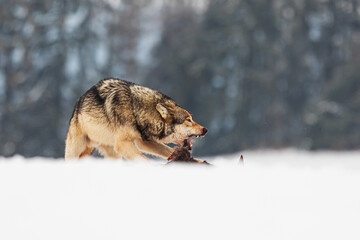 male gray wolf (Canis lupus) savages defend their prey from the intruder, gnashing their teeth