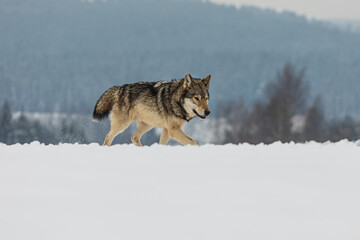 male gray wolf (Canis lupus) running through the snow on the horizon