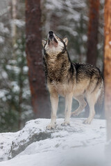 male gray wolf (Canis lupus) getting ready to howl