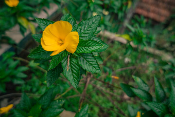Macro photo of wild flower on the park when spring time. the photos is perfect for pamphlet, nature poster, nature promotion and traveler.  