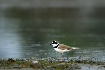 Little ringed plover (Charadrius dubius)