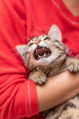 Little cat screams on a red background