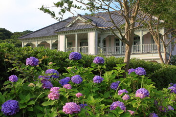 三角西港の建物とアジサイ